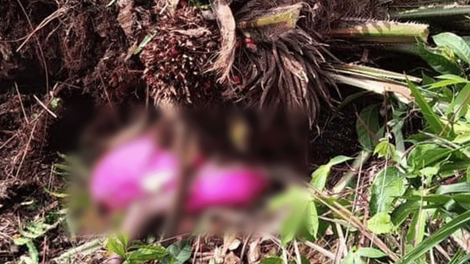 Girl, Age Twelve (12) Meets Early Death As Result of Falling Palm Tree