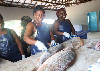 NaFAA To Launch Liberia’s First-Ever Fiberglass Fishing Boats